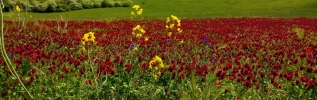 Innovation agricole et forestière en Bourgogne-Franche-Comté : Lancement de l'appel à projets PEI 2027 pour soutenir l'émergence d'idées d'avenir